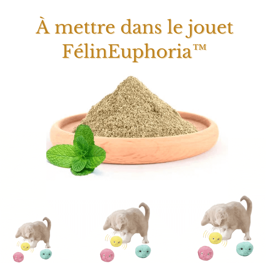 Herbe à chat FélinEuphoria™