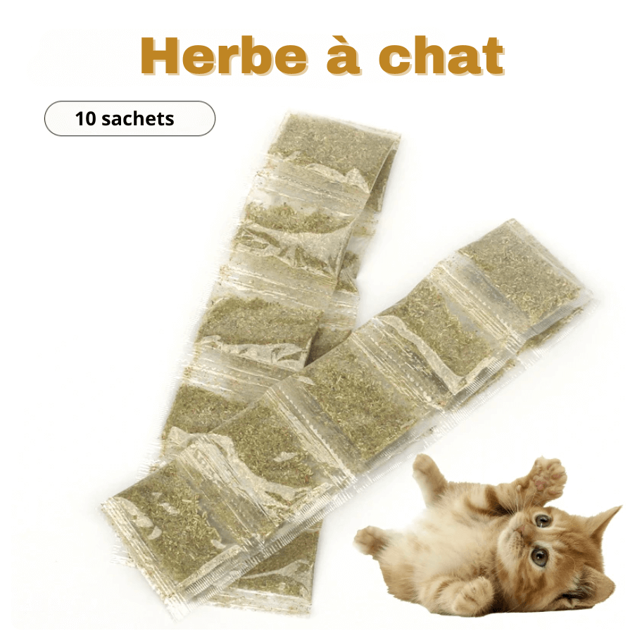 Herbe à chat FélinEuphoria™
