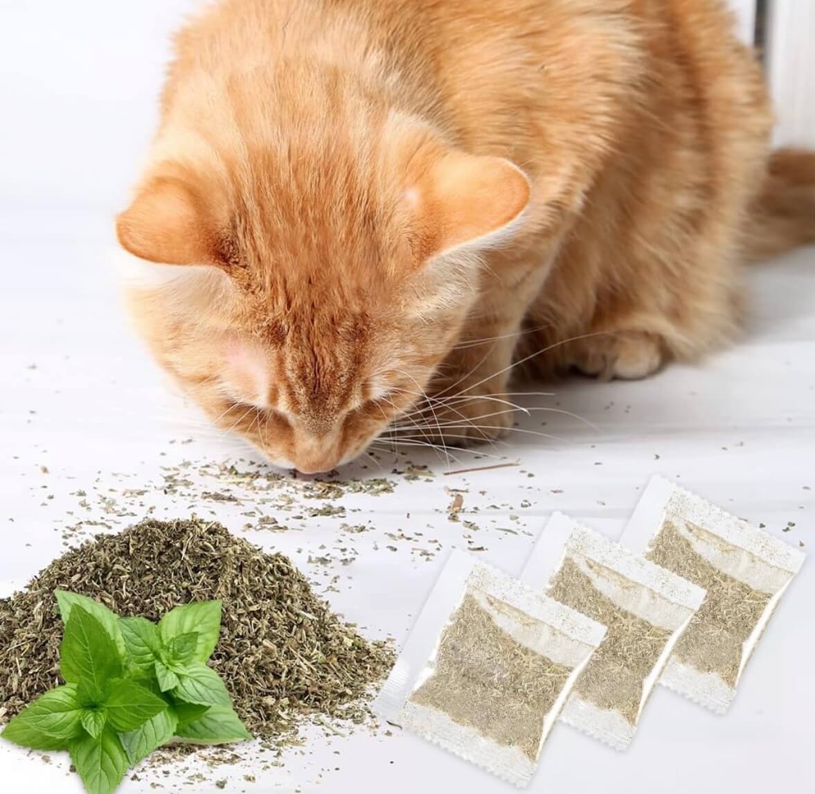 Herbe à chat FélinEuphoria™